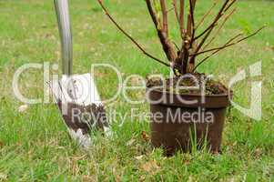 Strauch einpflanzen - planting a shrub 03