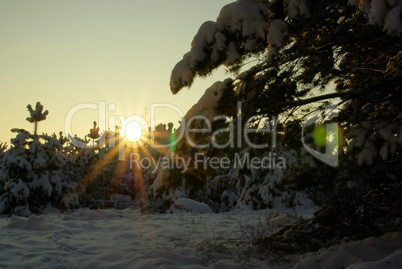 Wald im Winter - forest in winter 61