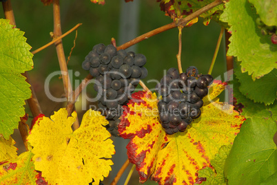 Wein - grape 41