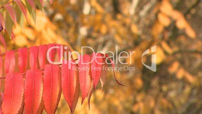 Blätter im Herbst mit Schärfenverlagerung