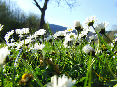 Gänseblümchen