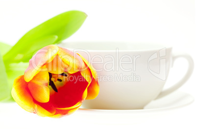 tulip and white mug isolated on white