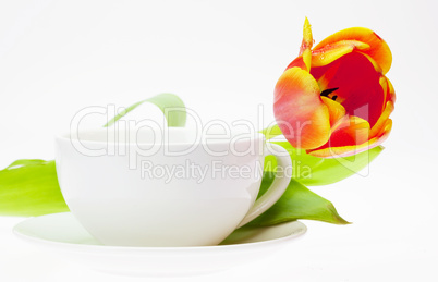 tulip and white mug isolated on white