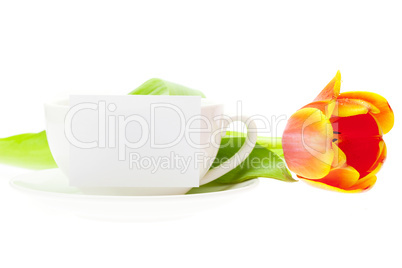 tulip and white mug isolated on white