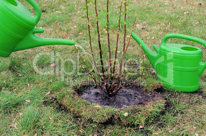 Strauch angiessen - watering a shrub 06