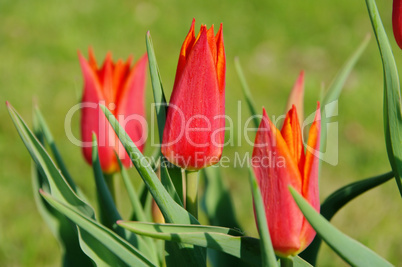 Tulpe rot - tulip red 11