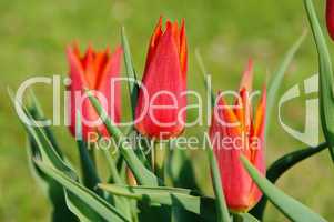 Tulpe rot - tulip red 11