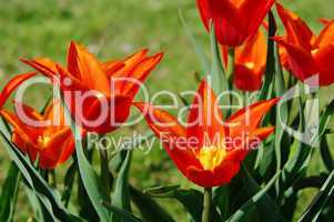 Tulpe rot - tulip red 20