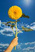 sunflower in a hand