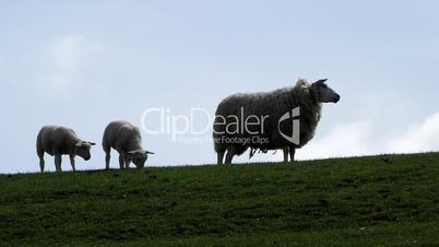Schafe auf Deich