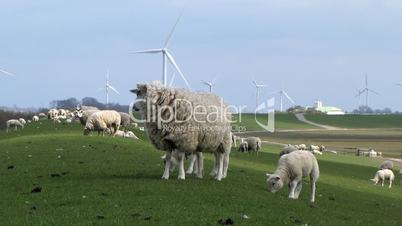 Schafe am Nordseedeich