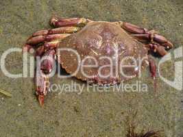 Crab in Aquinnah Beach