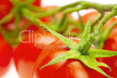 juicy tomatoes isolated on white