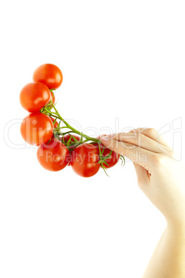 juicy tomatoes in hand isolated on white