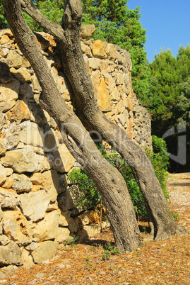 Olivenbaum an Mauer - olive tree on wall 01