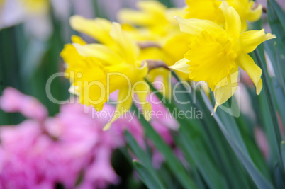 Osterglocke und Hyazinthe - daffodil and hyacinth 04