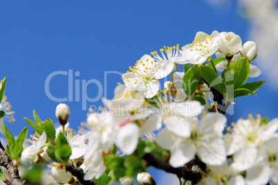 Pflaumenbaumbluete - plum blossom 51
