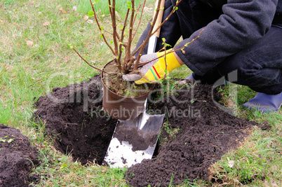 Strauch einpflanzen - planting a shrub 10