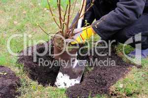 Strauch einpflanzen - planting a shrub 10