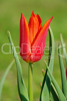 Tulpe rot - tulip red 15