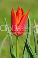 Tulpe rot - tulip red 15