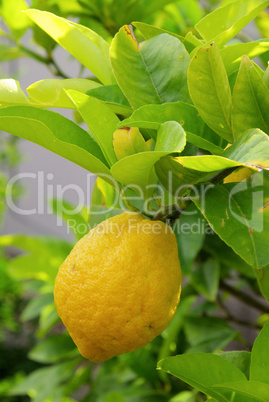 Zitrone am Baum - lemon on tree 08