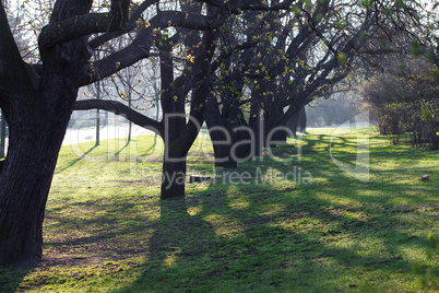 shady green avenue of trees in the park