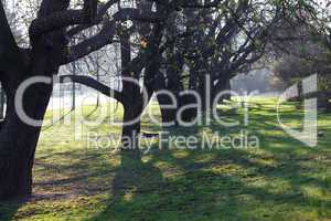 shady green avenue of trees in the park