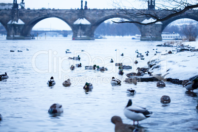 beautiful ducks in the river Vltava