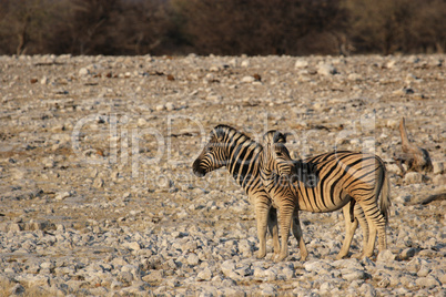 Steppenzebras