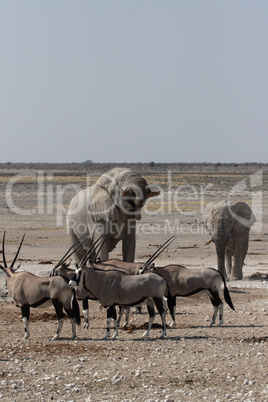 Elefanten und Oryx