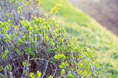 young spring foliage of a sun drenched