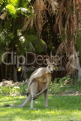 Graues Riesenkänguru (Macropus giganteus)