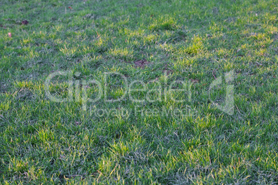 background young grass with dew