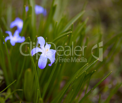 beautiful spring flower in the grass