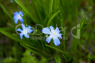 beautiful spring flower in the grass