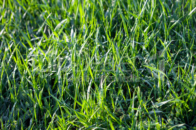 background young grass with dew