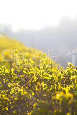 young spring foliage of a sun drenched