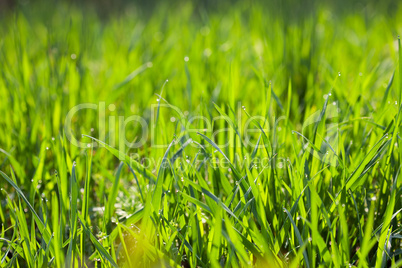 background young grass with dew