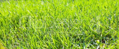 background young grass with dew