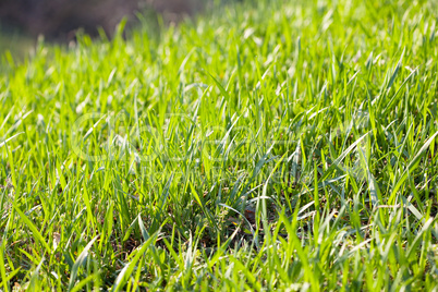 background young grass with dew