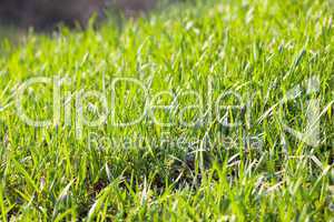 background young grass with dew
