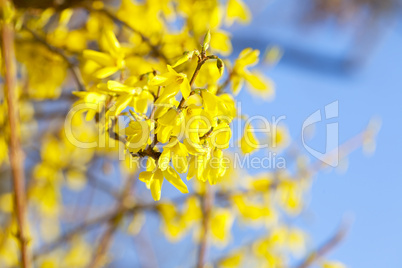 spring yellow flowers against the blue sky