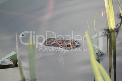 frogs between reed