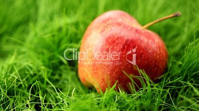 apple on the grass in the rain