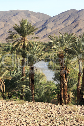 Oasis in South Marocco