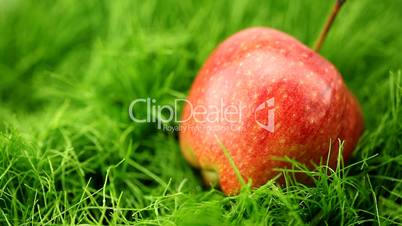 apple on the grass in the rain