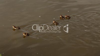 ducklings swimming on the river