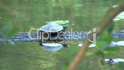 Schildkröte auf Baum im Teich