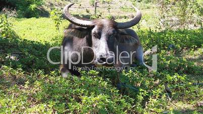 Water buffalo - cattle
